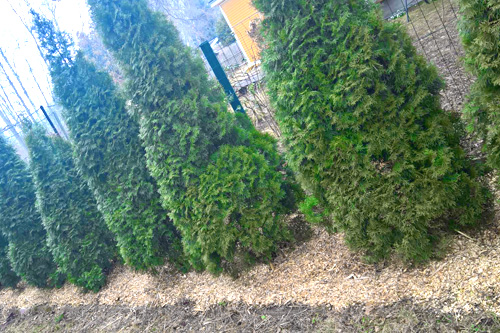 oksamultsi kasutamine